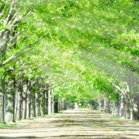 緑の木々の道