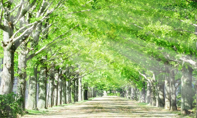 緑の木々の道